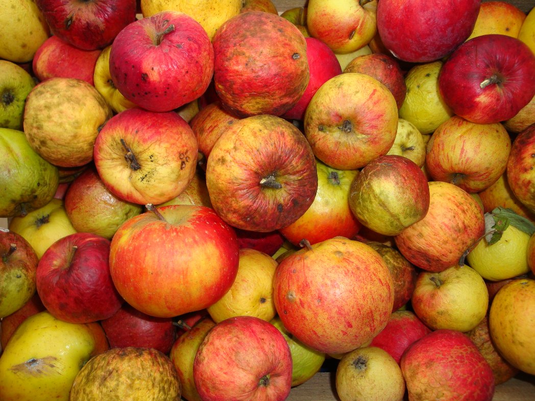 PeterWolff_PR's tweet image. Heute ist #TagdesApfels - ihr wisst schon, auch wenn der Spruch nicht von meinem Alter Ego Pfarrer #Kneipp ist, für gesunde Ernährung war auch er: An Apple a day, keeps the doctor away. 

#Apfel #Obst #Streuobstwiesen