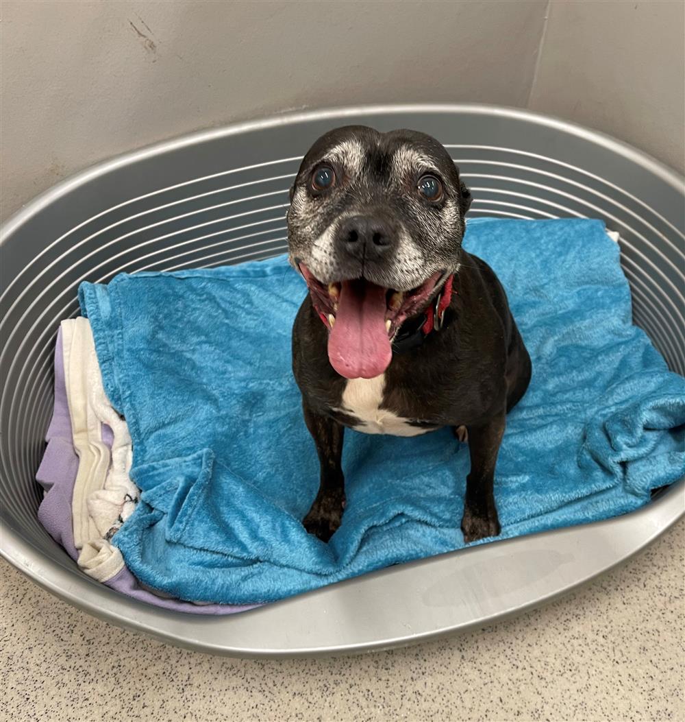 Urgent, please retweet to help Alice find a home #LANCASHIRE #UK 
🔵FOR ADOPTION🔵 - Aged 13, sadly her owner has passed away. She isn't used to children and at the moment is a bit anxious, so needs a home with teenagers or adults as the only pet. Please share, let's get her out