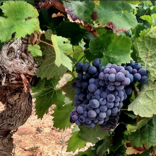doterraalta's tweet photo. Sabeu quines característiques ens ofereixen els vins elaborats amb #morenillo? 🍇

Una varietat que aporta elegància, subtilesa, frescor i aromes primaris als #vins. 

#DOTerraAlta #vicatalà #vi https://t.co/NRnKw5ZE4R