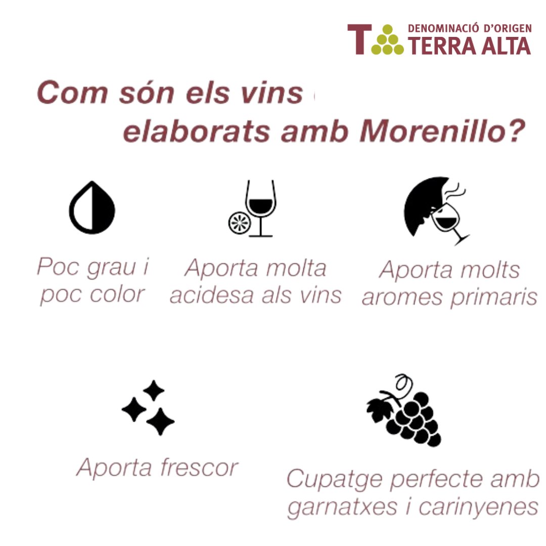 doterraalta's tweet photo. Sabeu quines característiques ens ofereixen els vins elaborats amb #morenillo? 🍇

Una varietat que aporta elegància, subtilesa, frescor i aromes primaris als #vins. 

#DOTerraAlta #vicatalà #vi https://t.co/NRnKw5ZE4R