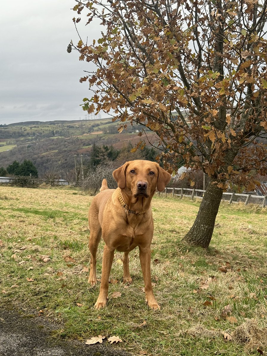 Rhiannon L Mann Ⓜ️ tweet media