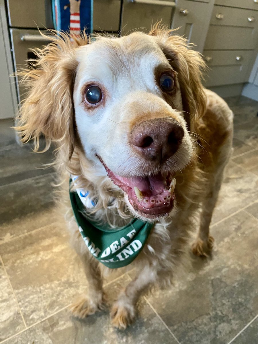 This is the face that makes mum go weak at the knees 
She goes all mushy inside, gives me a big cuddle & a treat 
#ThatFace
#ThatSpecialFace
#WorksEveryTime 

Let’s see your #SpecialFace