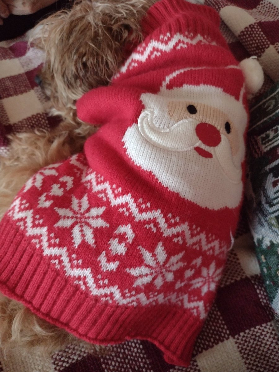 CLDBorn's tweet image. Curled up and comfy in her Christmas sweater. My brother was quoting Home Alone all night, &quot;You can get beat up for wearing a sweater like that.&quot; ❤️