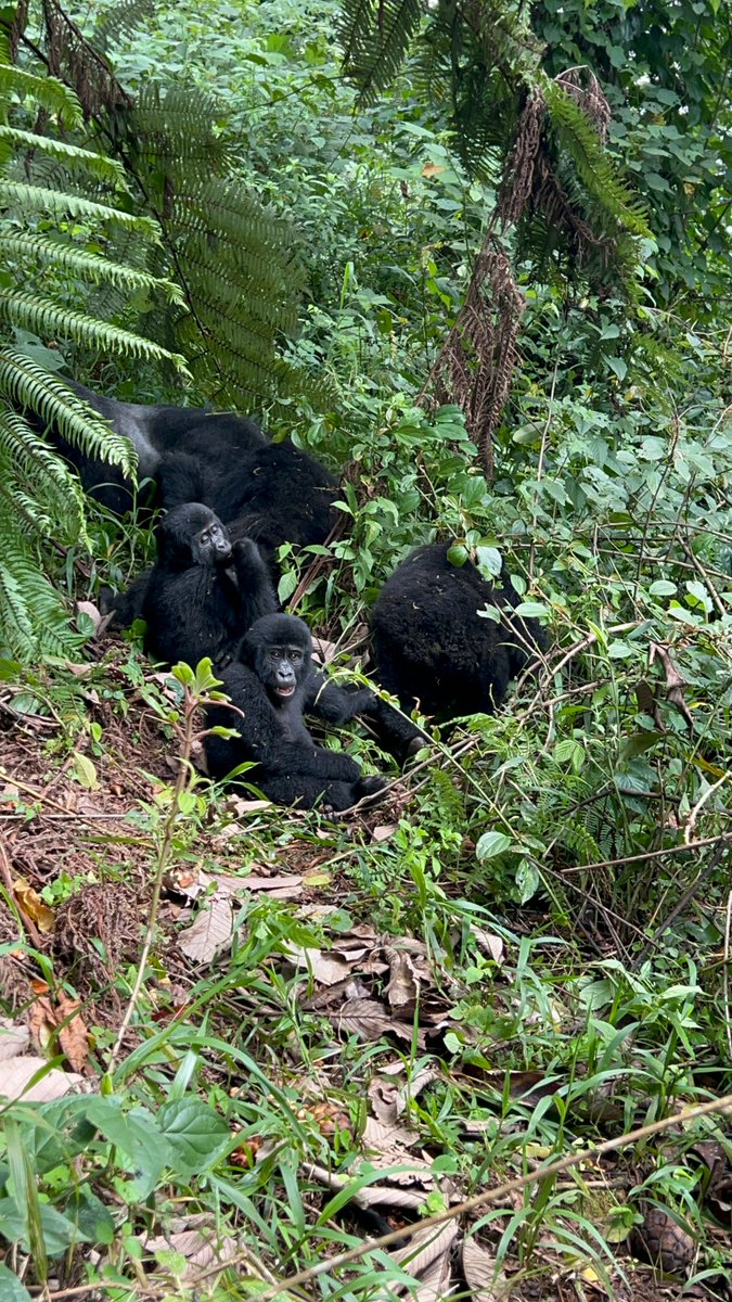 AerolinkUganda's tweet image. Stepping back in time for #ThrowbackThursday! 🌍✨#AerolinkTeam&apos;s unforgettable encounter with the gentle giants of #Bwindi. A trip that taught us the true meaning of coexisting with nature #GorillaTrekking #AerolinkMemories #TBT #bushflying #Exploreuganda #ThepearlofAfrica