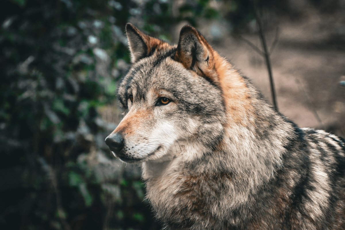 WildwoodDevon's tweet photo. Look at those eyes 🐺

Thank you to Corrine who visited for the first time last week and shared some stunning shots with us!

Got a snap you're proud of? We'd love to see them! Tag us so we can feature our community's amazing work.

#wildwood #wildwooddevon #escot #devon https://t.co/Ln4ub24eRL