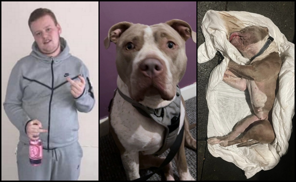 AdoptionsUk's tweet photo. DISTRESSING!  Please retweet Vigilantes have targeted #Glasgow man's flat after he killed Juno, an  XL BULLY HE BOUGHT ON FACEBOOK. Logan Smith bought a banned XL Bully dog from England before she was later found dead and covered in blood outside his home. Windows of Smith's flat in the Springburn area, where the dog was found, were smashed after the address was posted on social media. 
It is believed Smith has fled Glasgow while police have launched an investigation into the death of the dog named Juno. Police received reports of the dead dog on January 2. 
Smith claims he fed the dog cannabis edibles, which led to her death, but images showed the animal covered in blood with puncture wounds to her face. She was left outside on a bedsheet in #Springburn before being taken to a vet by a member of the public.  Juno was rehomed in November and is one of hundreds who have come to Scotland from England and Wales. 
Ahead of the December 31 ban, Juno was put on sale on Facebook for £400. Critics said the incident is an unintended consequence of the UK Government’s ban on the animals in England and Wales, and the Scottish Parliament’s refusal to adopt the same measures. Kerryanne Shaw, of All Bullie Charity Rescue, said: “There needs to be strict measures and licensing on people owning dogs and not a ban on dog breeds. The Government needs to take responsibility.” 
DETAILS👇 https://t.co/sEoaYlRO0k…... Credit - https://t.co/ALS70hifYb… 🔴NEVER RE HOME, SELL OR GIVE AWAY YOUR PET ON FACEBOOK, ANY SOCIAL MEDIA PLATFORM OR PET SELLING SITE. GET THEM ON A WAITING LIST WITH A REGISTERED ANIMAL CHARITY🔴

#LoganSmith #XLBully #XLBullyban #dogs
@RishiSunak @ConservativeAWF @Conservatives @UKLabour @Keir_Starmer @AngelaRayner @BBCNews @richardm5 @GMB @AmeliaHarperTV @thismorning @itvnews @channel5_tv @Channel4News @GBNEWS @EamonnHolmes @RSPCA_official @DeborahMeaden @rickygervais @domdyer70 #pets #UK @facebook @thismorning #ThisMorning @andreajenkyns