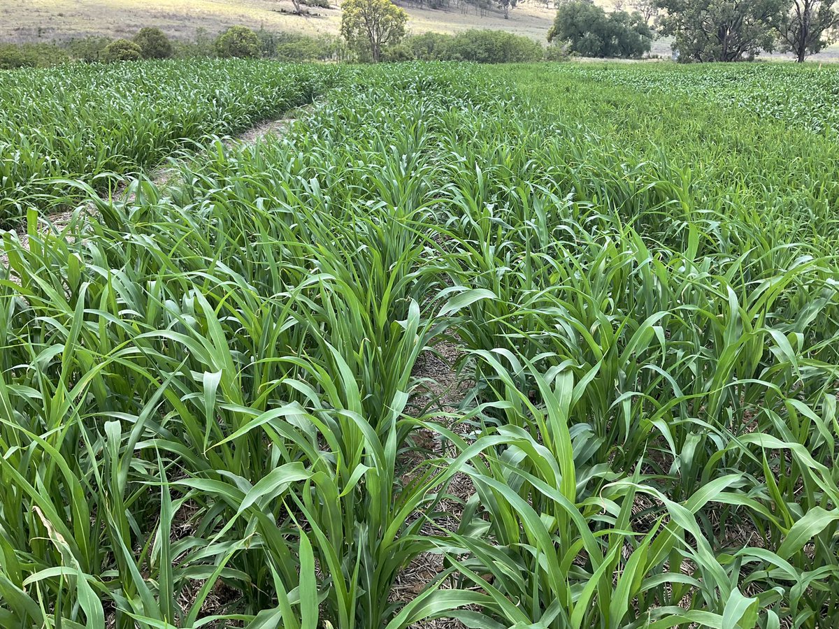 JoshDriver9's tweet photo. And now for something different - forage sorghum demo with post-em broadleaf chemical matrix, sown 5 weeks ago (5th December) multiple forage sorghum options compared to millet on quality and quantity as summer opportunistic feed. GM to be compared to grain for ROI. Stay tuned! https://t.co/3ms0kPS4Ja