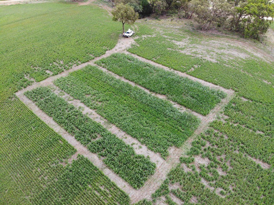 JoshDriver9's tweet photo. And now for something different - forage sorghum demo with post-em broadleaf chemical matrix, sown 5 weeks ago (5th December) multiple forage sorghum options compared to millet on quality and quantity as summer opportunistic feed. GM to be compared to grain for ROI. Stay tuned! https://t.co/3ms0kPS4Ja