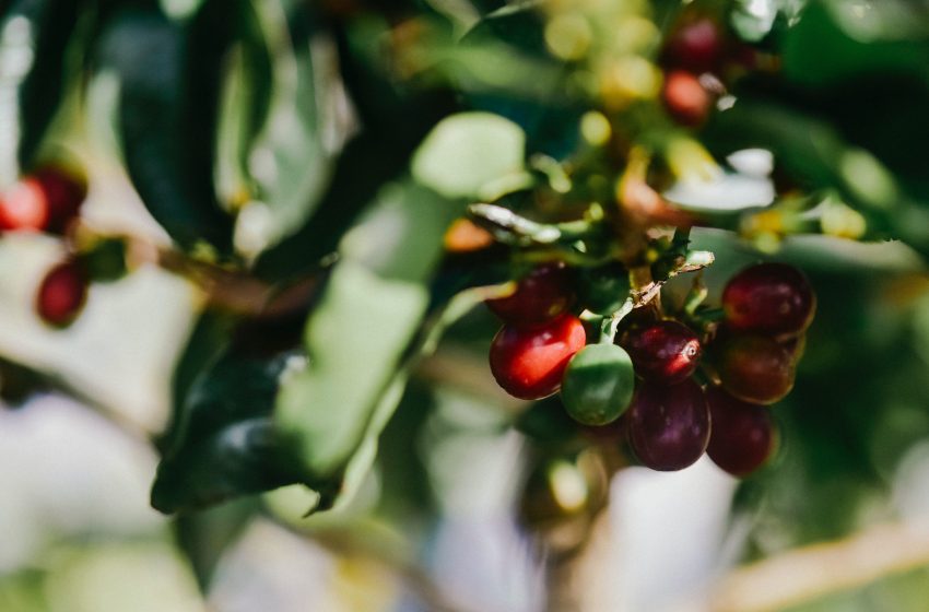 The Coffee Post™ (@TheCoffee_Post) / Posts / X