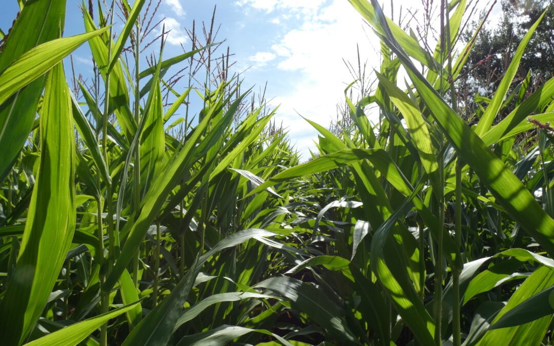 Head over to our latest blog to find out about the latest varieties we have available, why drought-tolerant varieties are key, and how to get the best out of your AD plant. 🌱🌽

All food for thought with the maize buying season now underway… ⬇️

brightmaize.com/maize-seed-202…