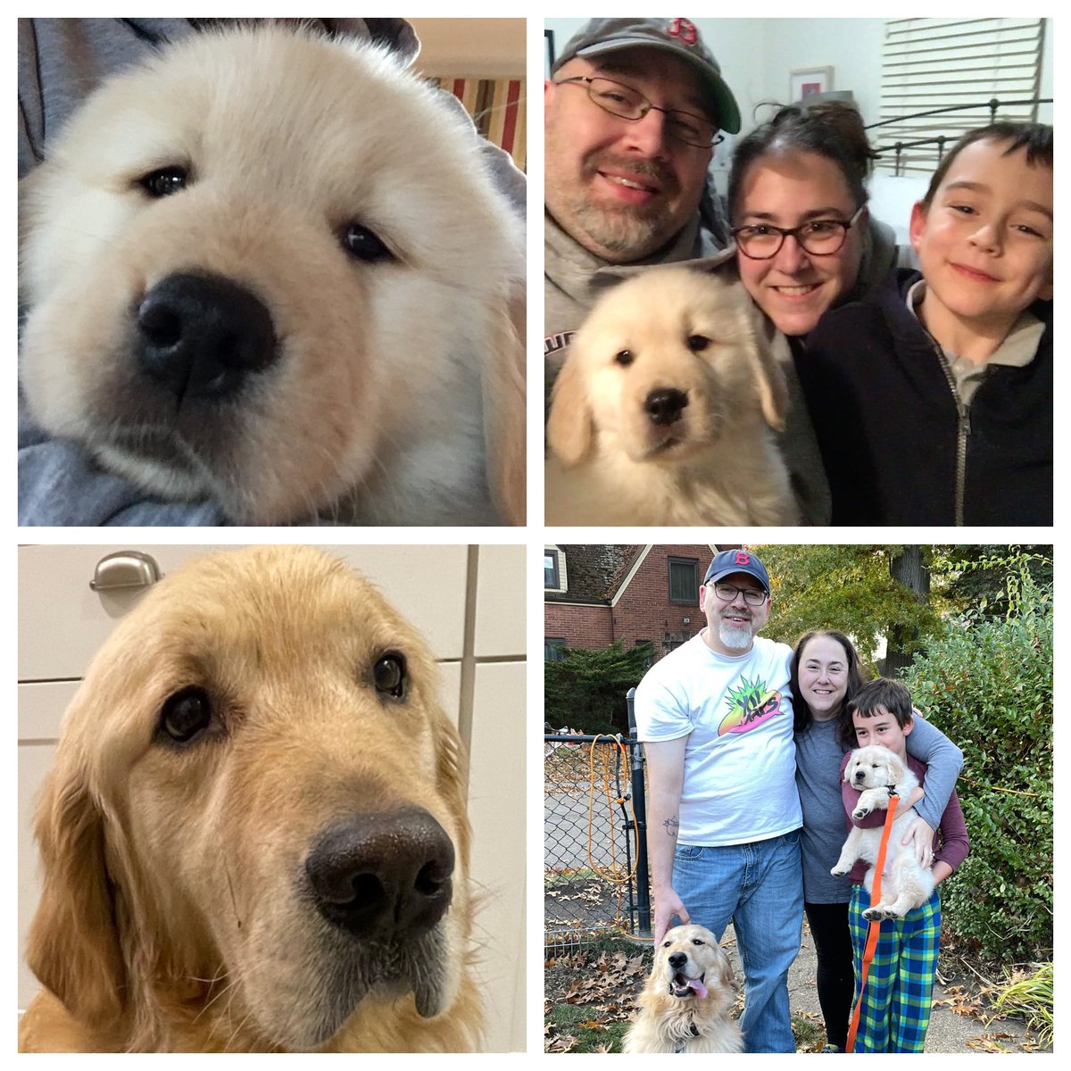 PghGoldens's tweet photo. Today is #GotchaDay for me and my family and that means I get **ALL** the treats!!!!!!!!!!! https://t.co/zNbGLL9YhN https://t.co/fA2GBe6UmF