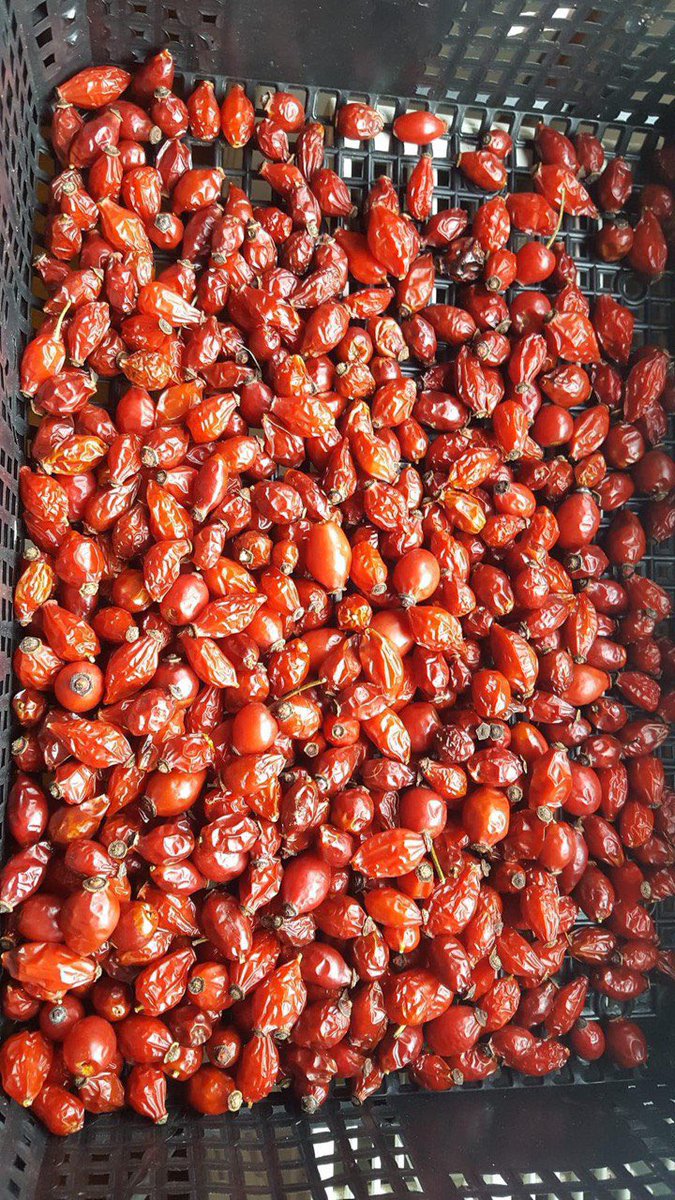 Schneimere's tweet photo. Aus der Reihe Vorratsküche: Hagebutten nach dem Frost (jetzt) ernten und zu Mus verarbeiten. Sind süsslicher als im Herbst und ideal als Topping auf Quark oder in süss-herben Saucen und Desserts🤩 Vitaminboost ohne Berocca👌 und super gegen den #januaryblues ! https://t.co/DVN7rlndvp