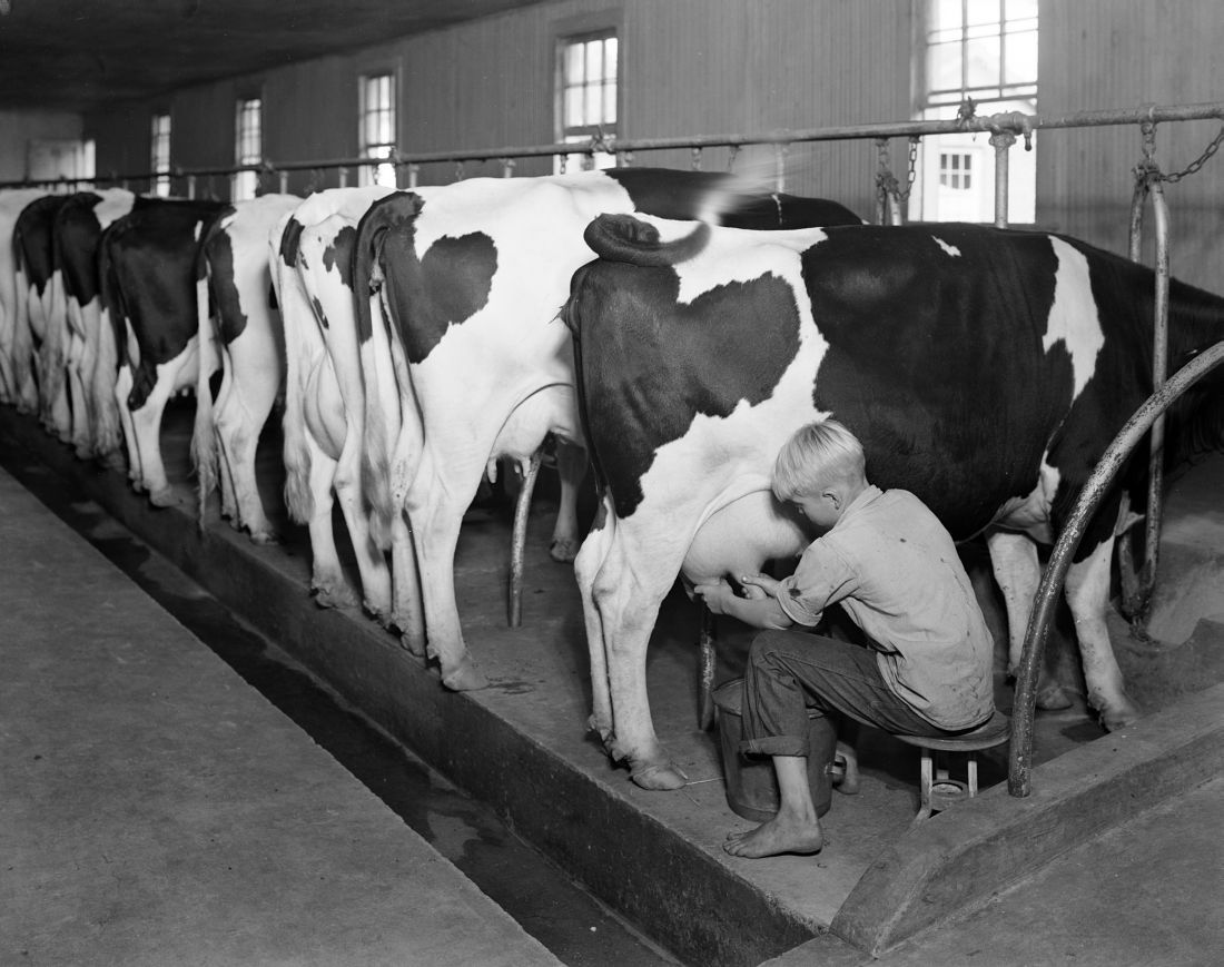 It’s #NationalMilkDay! Did you know...Milk was designated the official state beverage of North Carolina in 1987? Image: Milking Cow ca. 1944, Photo by Albert Barden, Albert Barden Collection, @NCArchives