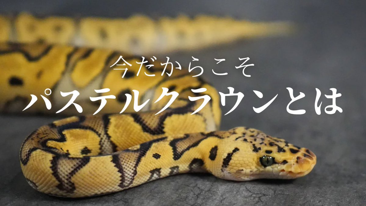 【動画更新】
パステルクラウンの会
個体差で沼ろう大作戦
よろしくお願い致します🤡
↓↓
youtu.be/tmTHVLuFUjU

#DEUBY