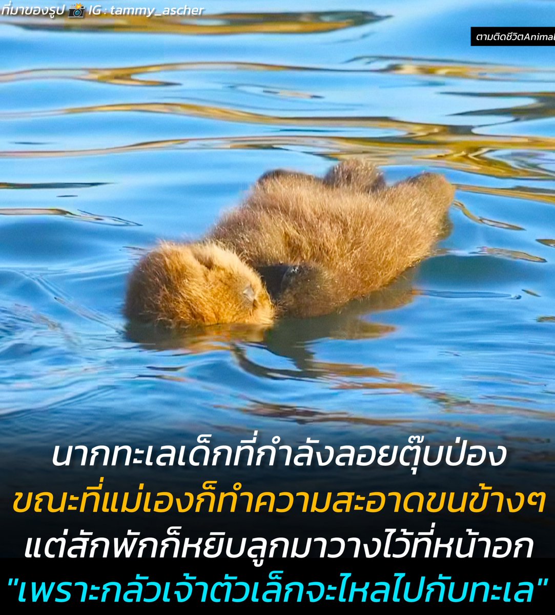 ตามติดชีวิตAnimal tweet media