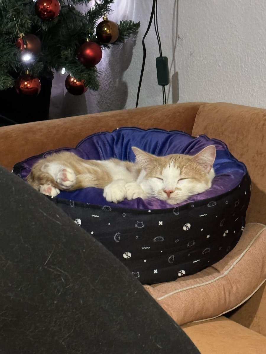 Sugargirl90's tweet photo. Lux is happy He got a new bed from @holotaco and @nailogical https://t.co/qqrhBtvt7P