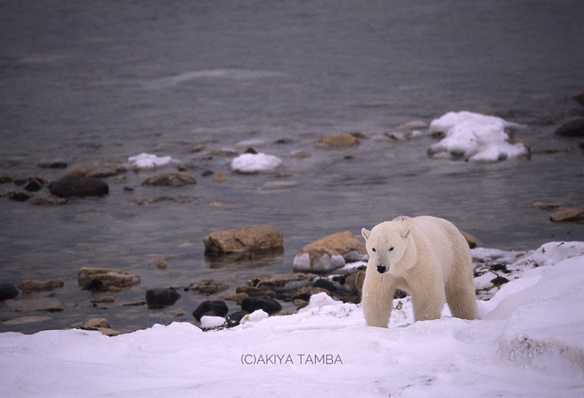 Let's live in the present moment and enjoy life!

#polarbear #churchill #canada #wildlife #thankyouhealthcareworkers #医療従事者に感謝 #上を向いてあるこう #prayfornoto #シロクマ #ホッキョクグマ #しろくま #白熊