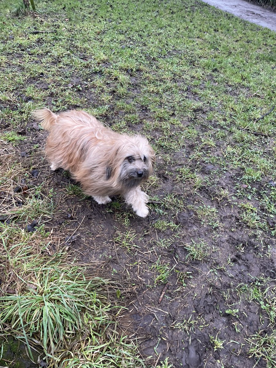 Morning everyone. Back in the muddy park again. Hope everyone’s having a good day and wishing you all well. Mam said it’s cleaning day today and know one thing that needs cleaning. My paws!! 🤣🥰 #dogsoftwitter #dogs