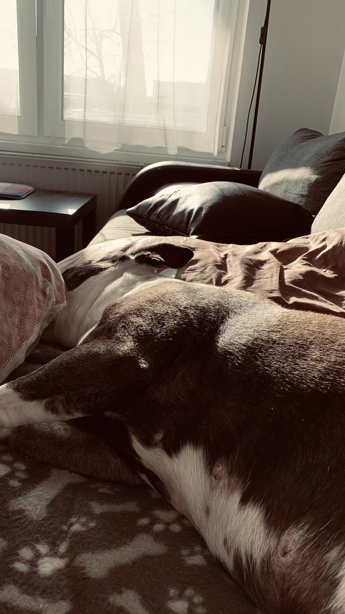 george_bear86's tweet photo. Le mandé un correo a NapAnya y mandó tantito solecito, que por supuesto Pancha está disfrutando como sólo ella sabe, echándose una siesta 🤷🏽‍♂️ https://t.co/DXVr7C9STi