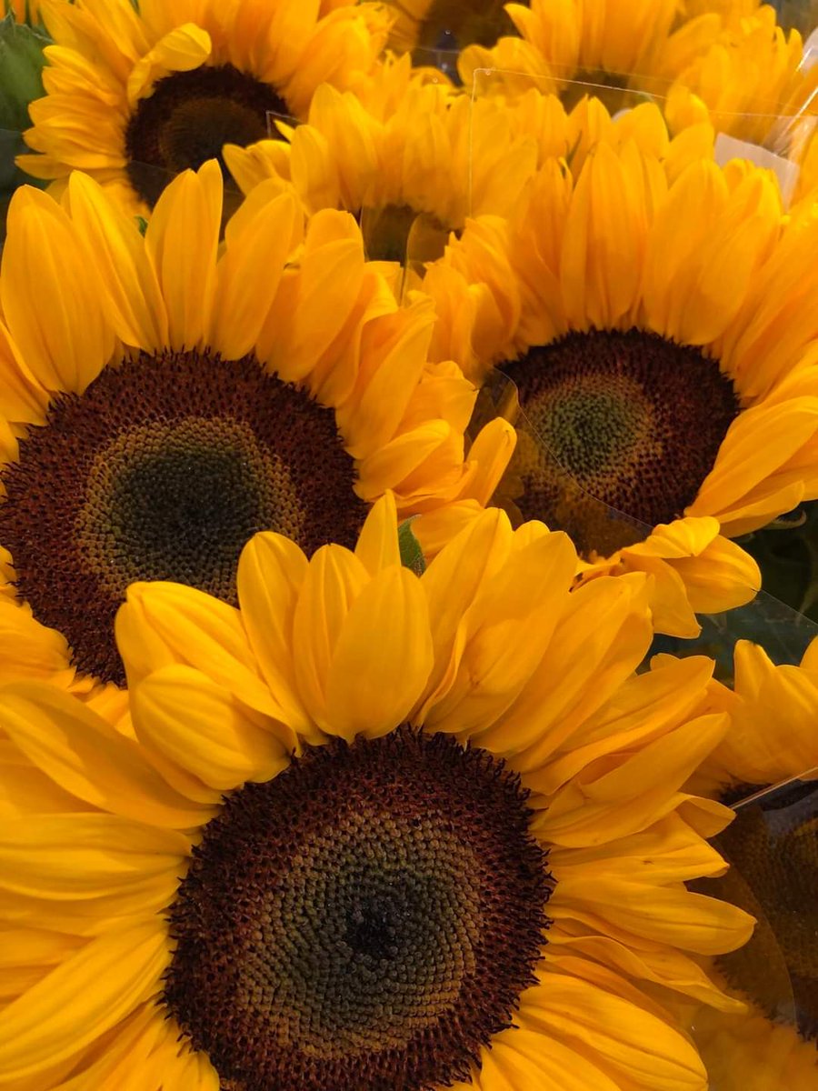 Sunflower0tw's tweet photo. https://t.co/3rRLCzEYNo
