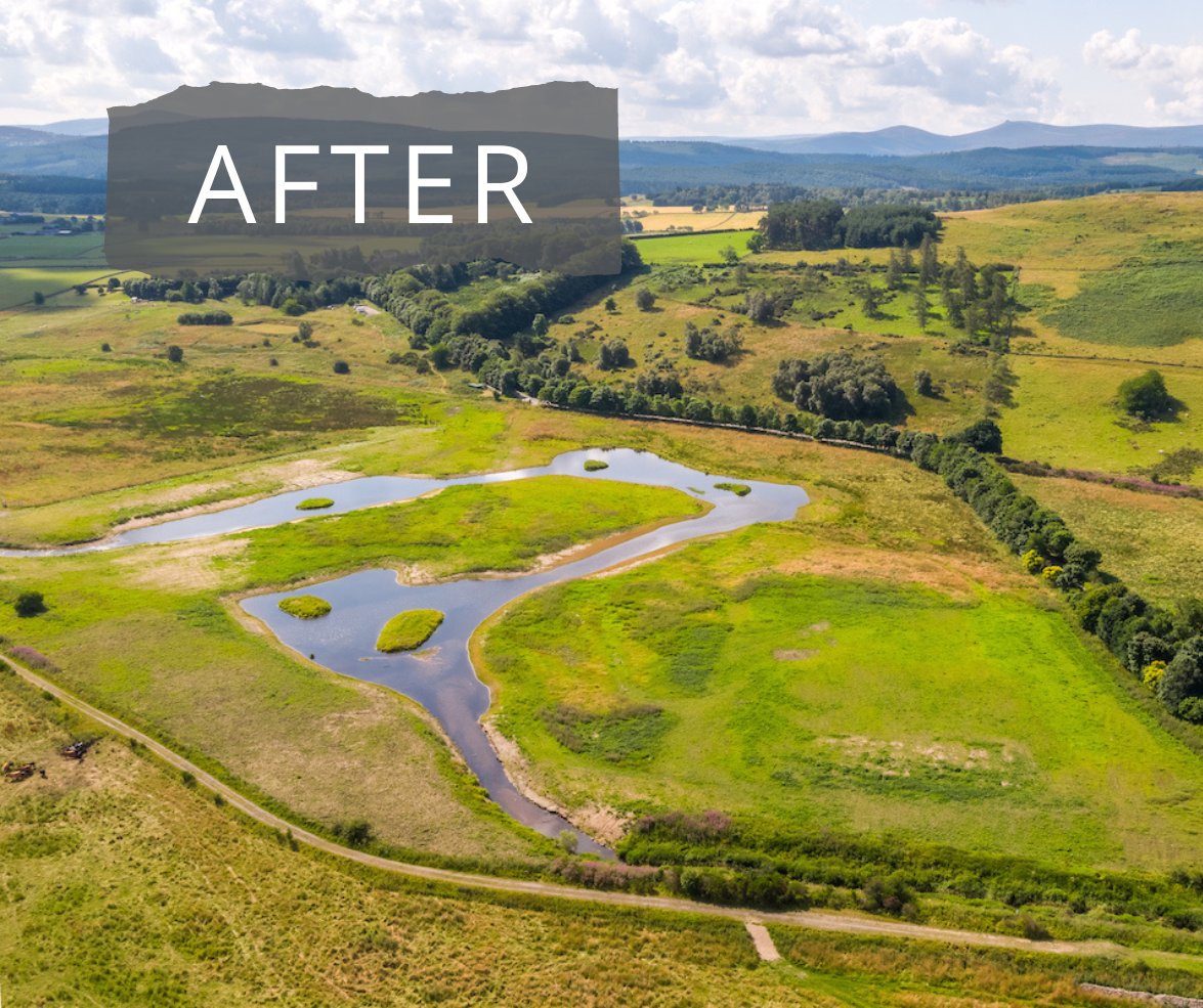 Before the Beltie Burn had been 'rewiggled', it was a sterile drainage chute. Now, it meanders and spreads through its historic #floodplain, easing pressure on downstream villages and supporting a dramatic recovery of river life. Read the story: bit.ly/3tQ4Urj