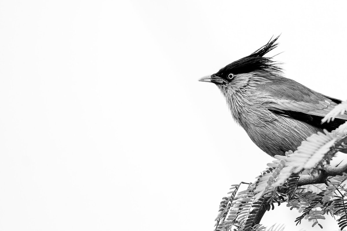 Stark against the sky, the crest of a bird in monochrome whispers tales of the wild. Each feather a stroke of nature's intricate art. 

#BirdPhotography #NatureInBlackAndWhite #WildlifeArt #NatureLovers #FeatheredFridays