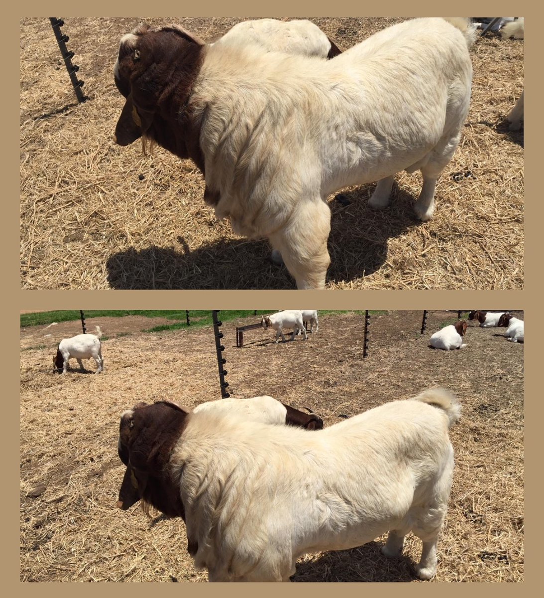 daddyhope's tweet photo. Let us talk about Boer Goats for a minute, and let us cure the ignorance around why they are “expensive.”

I bought this male Boer goat christened Maserati in South Africa in 2016, I paid US$6000 for it.
A male goat is called a Buck, and a female is called a Doe.

A buck is your seed, so if your seed is rubbish, you get rubbish offspring too because the buck’s sperm determines the quality of the offspring that you then sale as a business.

Since 2016, Maserati gave me thousands of goat kids.
My friends and other farmers also benefited from his prolific prowess.
A goat of Maserati’s quality can mate with 80 Does a month.

Maserati was an investment not a goat to eat, each male goat kid born is sold for US$500 when it is six months old, females are sold for US$450.

Boer goats ordinarily give you 3 goats per each pregnancy, they deliver twice a year, that is 6 goats per year per female Boer goat.

So why do farmers pay in advance for male Boer goats and why is demand outstripping supply?

Maserati weighs 140 kgs, the Mashona village goat weighs 20kgs.
If you mate Maserati with a Mashona goat, the offspring you get weighs 70-80kgs.
In other words you get an extra 50 kgs per each pregnancy if you buy a Boer goat.

So it makes economic sense to buy male Boer goats for a farmer who wants to sell goat meat.
If he has 200 Mashona female goats, they will give him 4000 kgs of meat per single pregnancy at selling time.

If he or she crossbreeds a male Boer goat with his or her 200 Mashona females, he will get 16,000 kgs of meat.

If he or she breeds Maserati with 200 pure-breed female Boer goats, he or she will get 24,000 kgs of meat.

Boer goat farming or breeding is a business not a hobby, so don’t ask again why they are expensive, the answer is in the numbers that I have given you.

Meat is sold by the kilo not through sentimentality, that is why I sell one year old male Boer goats for US$1000.

I am now leaving goat breeding to focus on trading only because ZANUPF as you remember wanted to steal my Boer goats through its youth leader.

It means I will be buying one year olds from South Africa and taking them straight to the market.

I hope you have learnt something about pricing and why they are “expensive.”

Factors like genetic quality, reproduction rates, and meat yield contribute to the value and demand for these goats in the market. 
The focus on breeding as a business underscores the economic considerations involved in livestock farming.