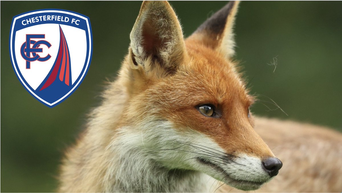 ProtectTheWild_'s tweet image. It's not often we talk about football on here. But as a fan of Ebbsfleet United, I am sickened to learn another team in the division - @ChesterfieldFC are to be hosting the Barlow Hunt at their ground!

Please RT and join us in asking for this event to be cancelled.