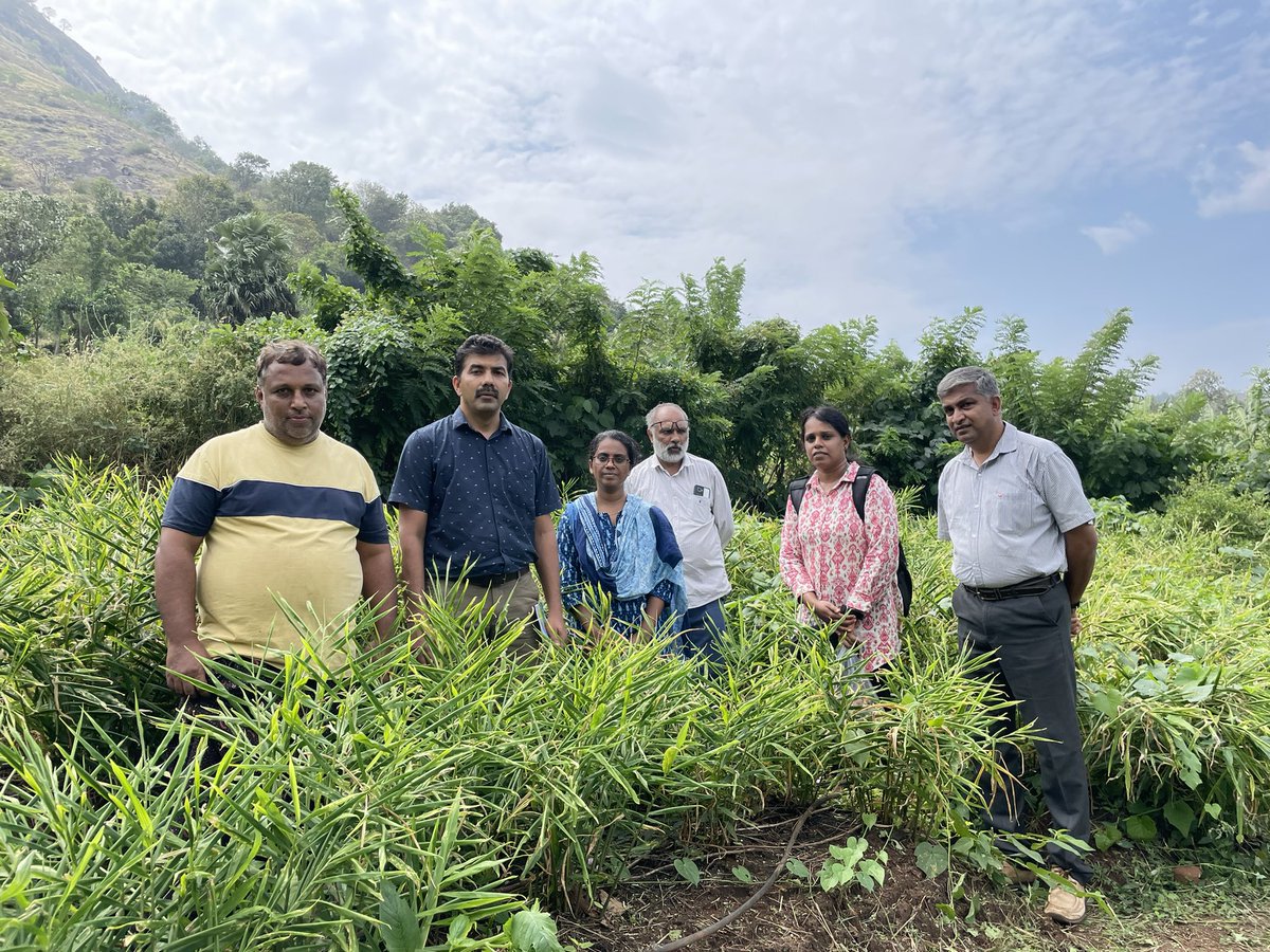 icar_spices's tweet photo. Scientists from ICAR-IISR led by Dr D Prasath visited the #ginger farm cultivating  IISR Vajra variety at Nenmara, #Palakkad 

#farming #Gingervariety #farmvisit #agriculture https://t.co/VvvJHXciTK