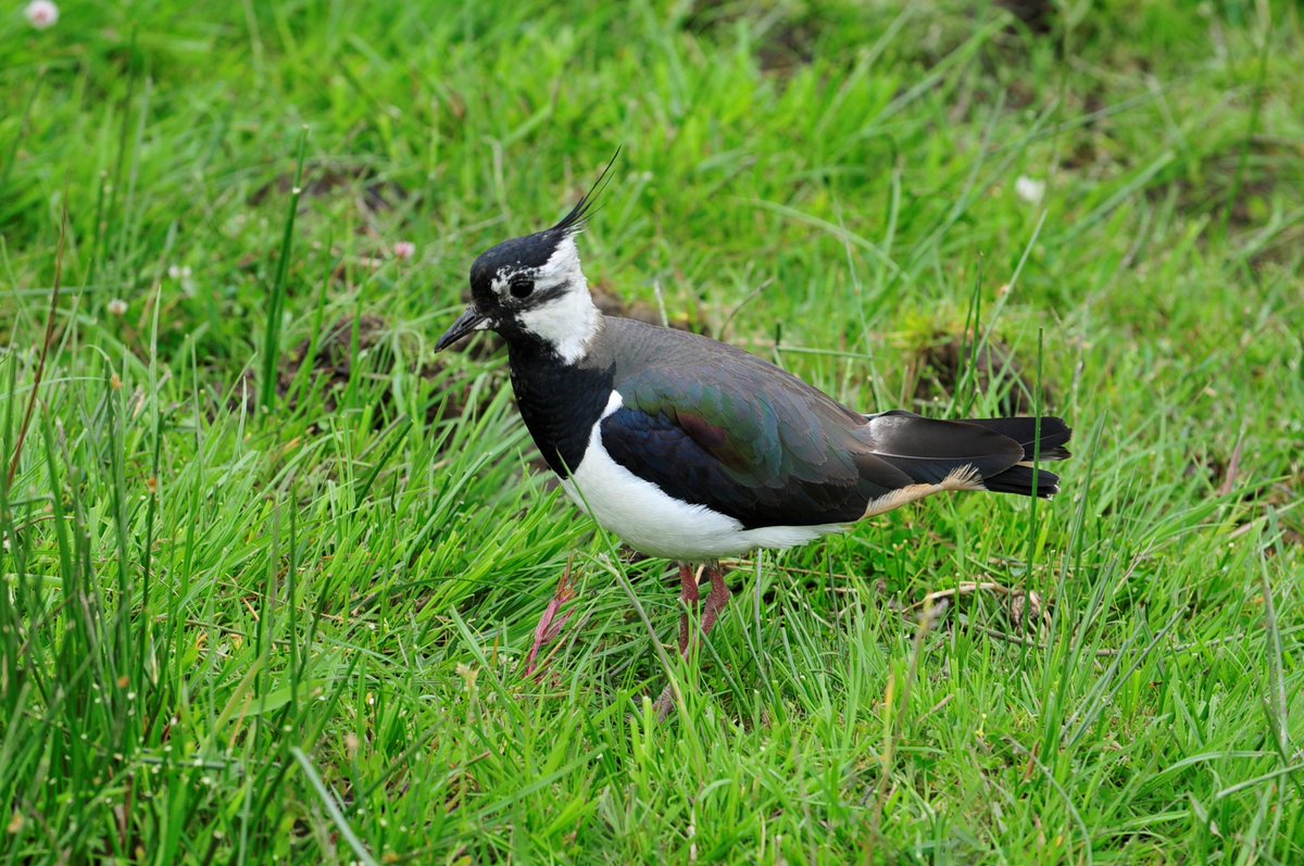 tweed_forum's tweet image. We’re working with #ScottishBorders landowners to help protect and increase populations of curlew, oystercatcher, lapwing, snipe and redshank in the Lammermuir Hills. Discover more in this fantastic story map: tinyurl.com/57z8x4br