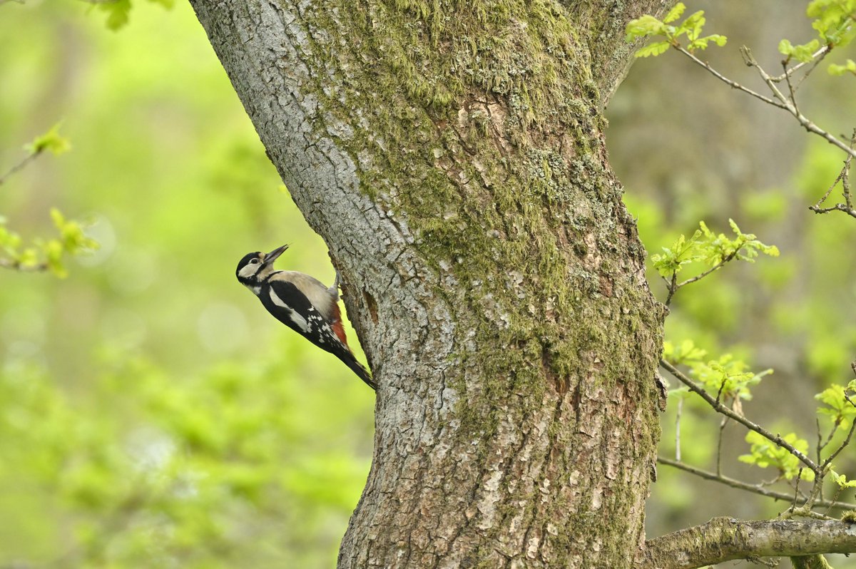 NatureScot's tweet photo. 🧵 We've published the new terrestrial breeding birds indicator for Scotland, which shows that climate change is affecting the numbers and species of birds thriving in our urban, woodland, upland and farmland habitats. 

🐦 https://t.co/Qhn01zP9ee https://t.co/HWxZg7SFTZ