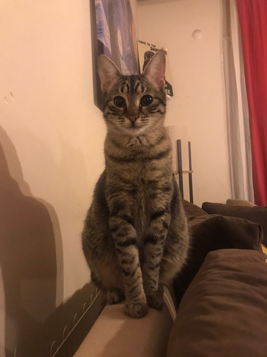 Çok acil yuva ilanı! Hepsi sokaktan kurtarıldı. Hepsinin tedavisi yapıldı. Bakan kişi kiralara gelen zamlardan dolayı aile evine dönmek zorunda fakat ailesi kedileri kabul etmiyor. 1.5 hafta yuva bulmamız için süreleri var. Yoksa barınağa gidecekler. Barınakta yapamazlar.