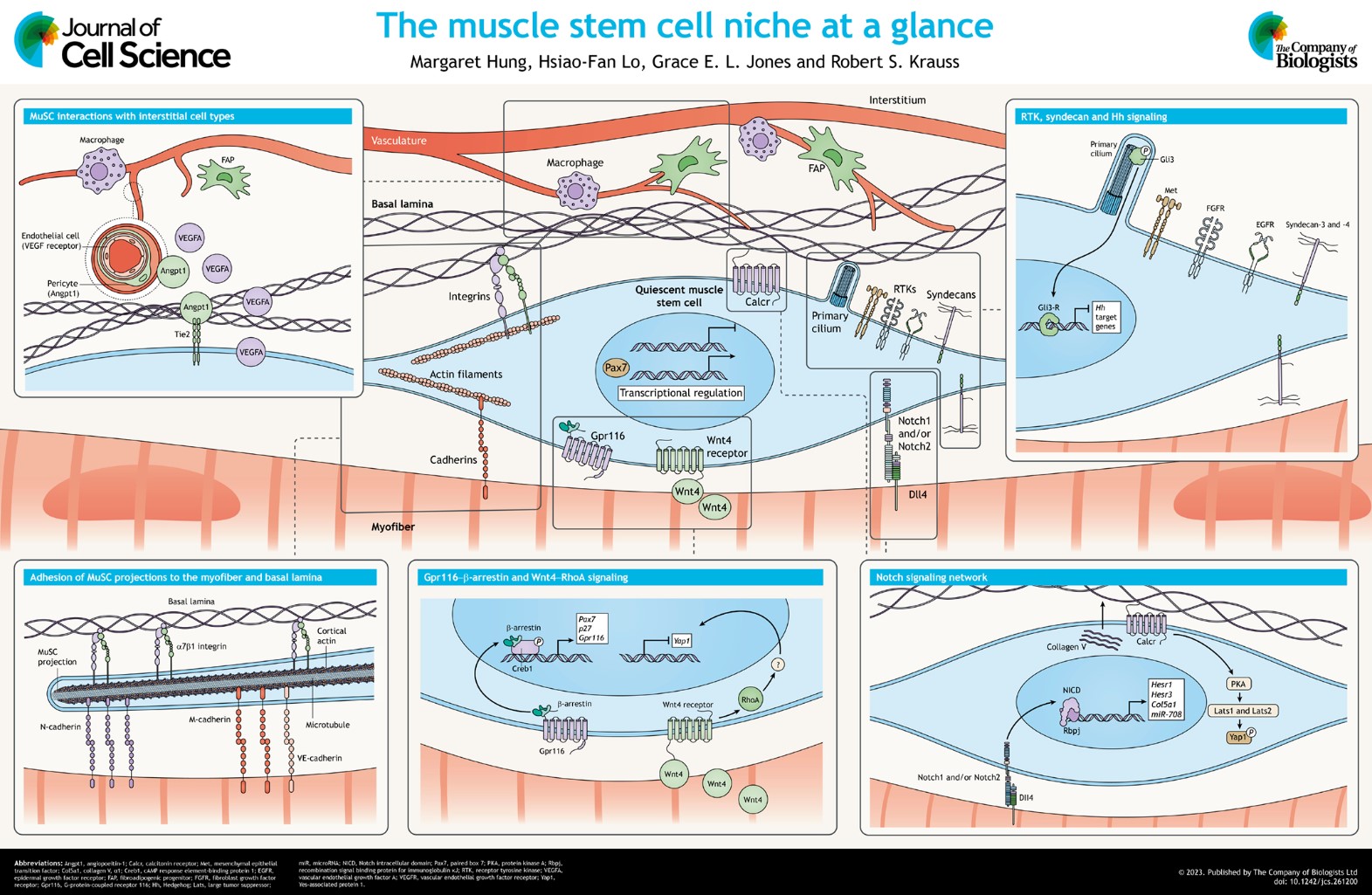 J Cell Science on X: &ldquo;In their Cell Science at a Glance Article 