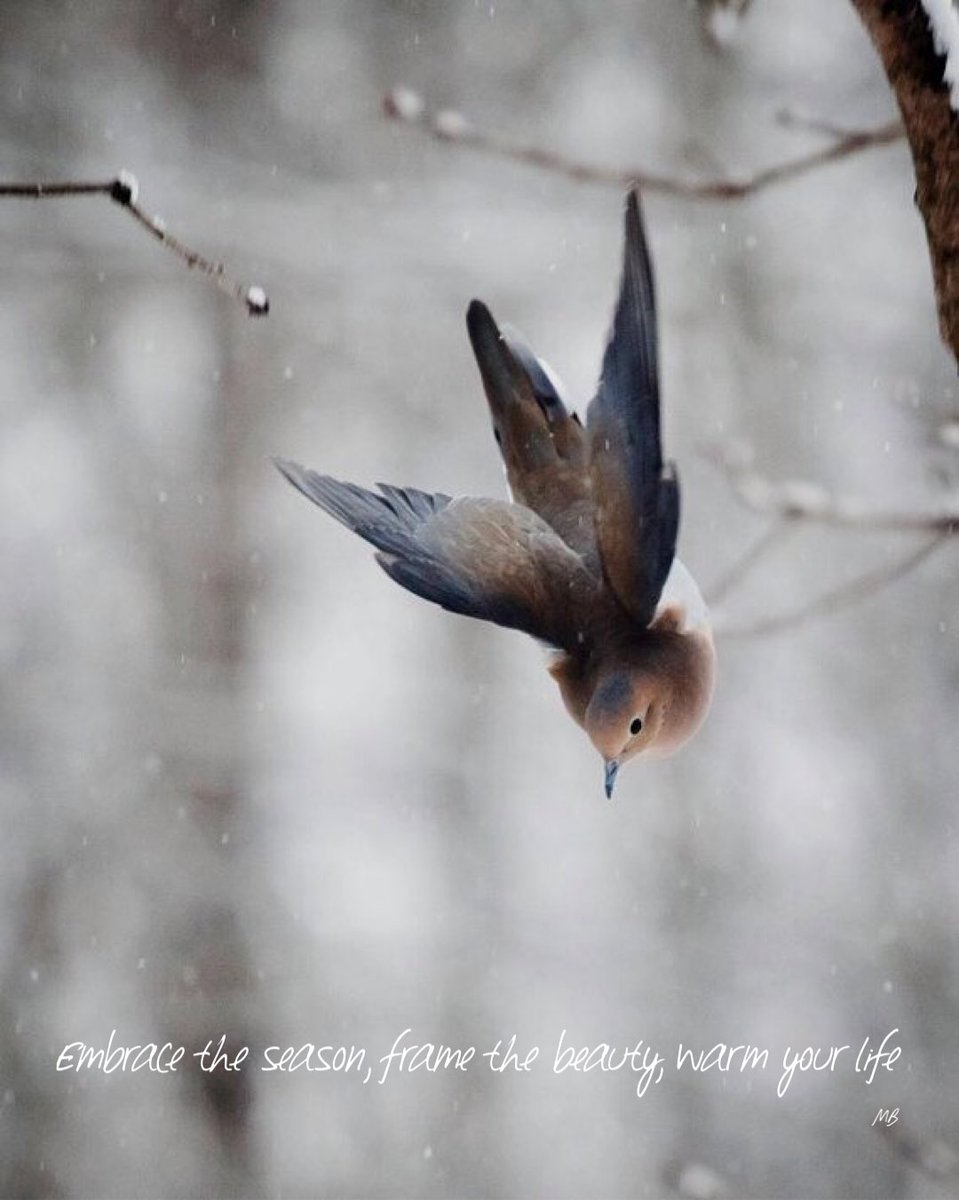 ReviewsMB's tweet photo. #WinterFlights
๐ทGloria Wilson https://t.co/0fXnqPn3P6
