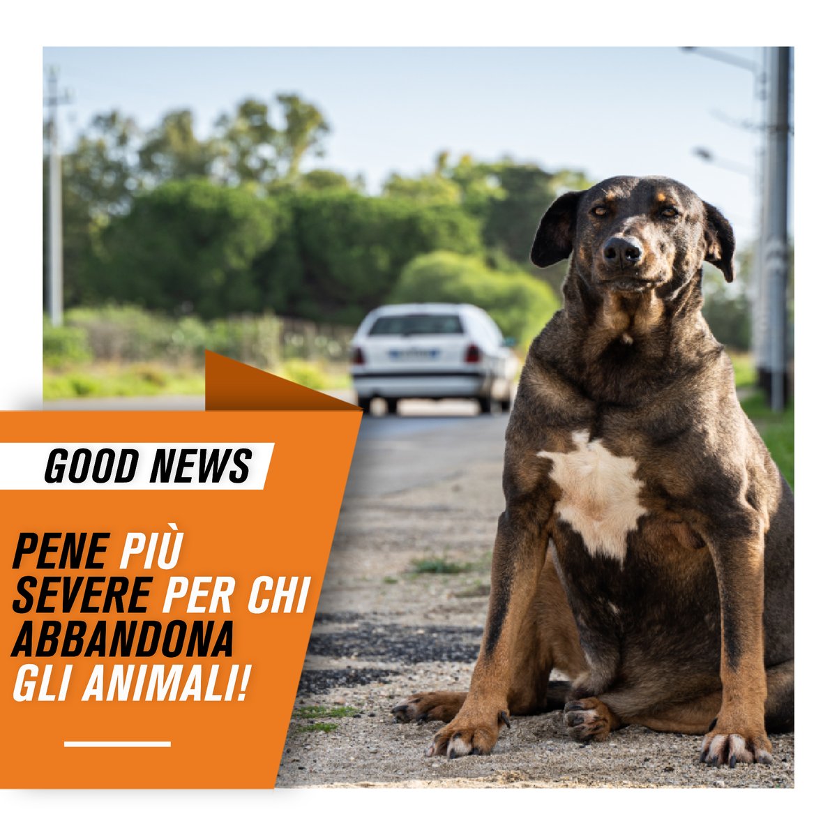 LAV_Italia's tweet photo. Modifiche al Codice della strada: @CD_trasporti approva emendamento che inasprisce le pene per chi abbandona animali🐕🐈

Fino a sette anni di carcere e sospensione della patente di guida.

Giusto riconoscimento della crudeltà dell’abbandono!👇 https://t.co/C8MPmIs9G6