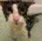 CatEater tweet media