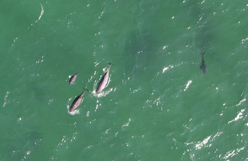 Beautiful drone image from 2023, taken just below Fyns Hoved cliff in southern Denmark. 

Porpoises frequent these waters and can be seen very close to shore during the summer months 

📸 courtesy of German Maritime Museum and Thünen Institute
