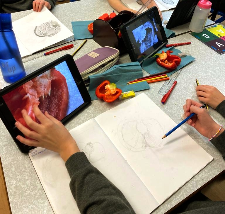 Year6TSP's tweet image. Continuing with our #TSPArt photography unit, we learned that macro photography is all about showcasing a subject larger than it is in real life — a close-up of something small. We used the inside of a pepper for our focus, taking a picture on our iPad and sketching the image.📷