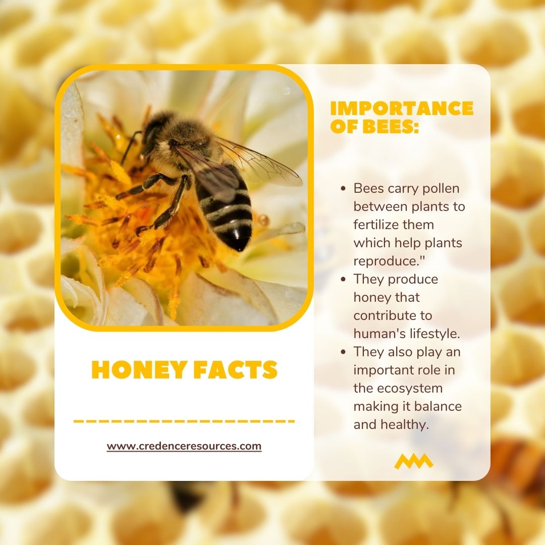 cresources's tweet image. Dive into the fascinating world of honeybees with these buzzworthy facts! 🐝🍯 Discover more intriguing tidbits about these essential pollinators and the liquid gold they create. 🌼✨#credenceresources#sustainablebeekeeping#HoneyKnowledge #BuzzworthyInfo#SweetFacts#HoneyWisdom