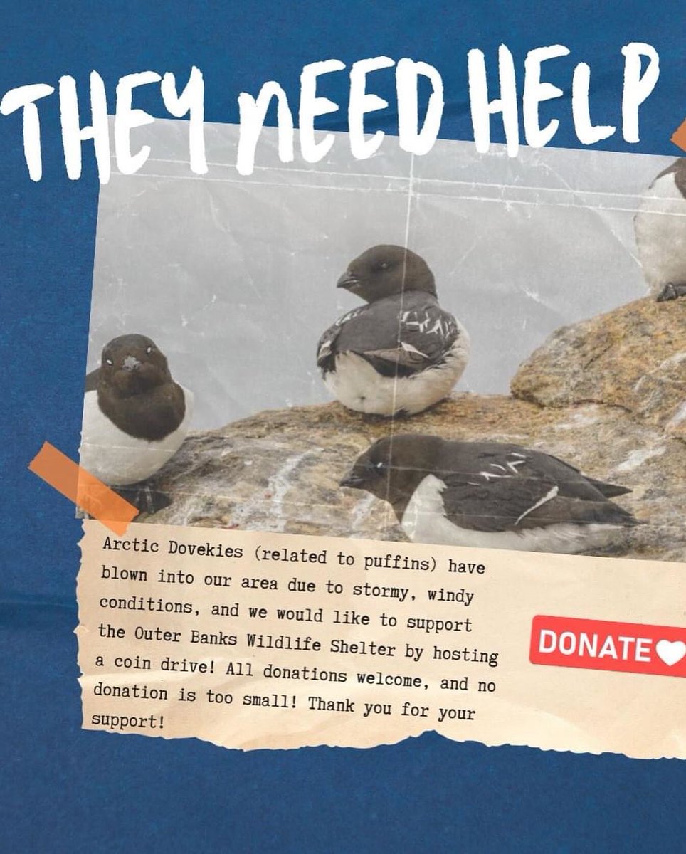 NES Families! Coin drive 1/16-2/8 to support the Outer Banks Wildlife Shelter! 

Thank you for your support and for encouraging our students to care for and support others in our great community! 
#NESrocks
#neshawks
#nesreads
#NEScares