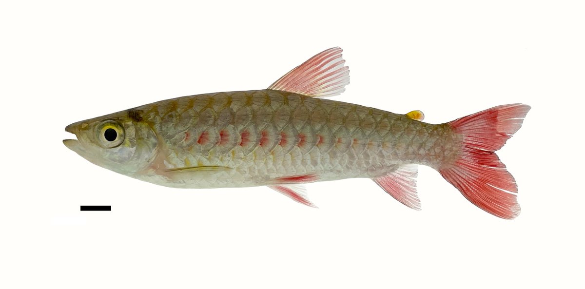 KevTorger's tweet photo. Chalceus epakros
Laguna Negra, Guaviare River basin, Colombia 
December 2023 https://t.co/GmHEqZyroD