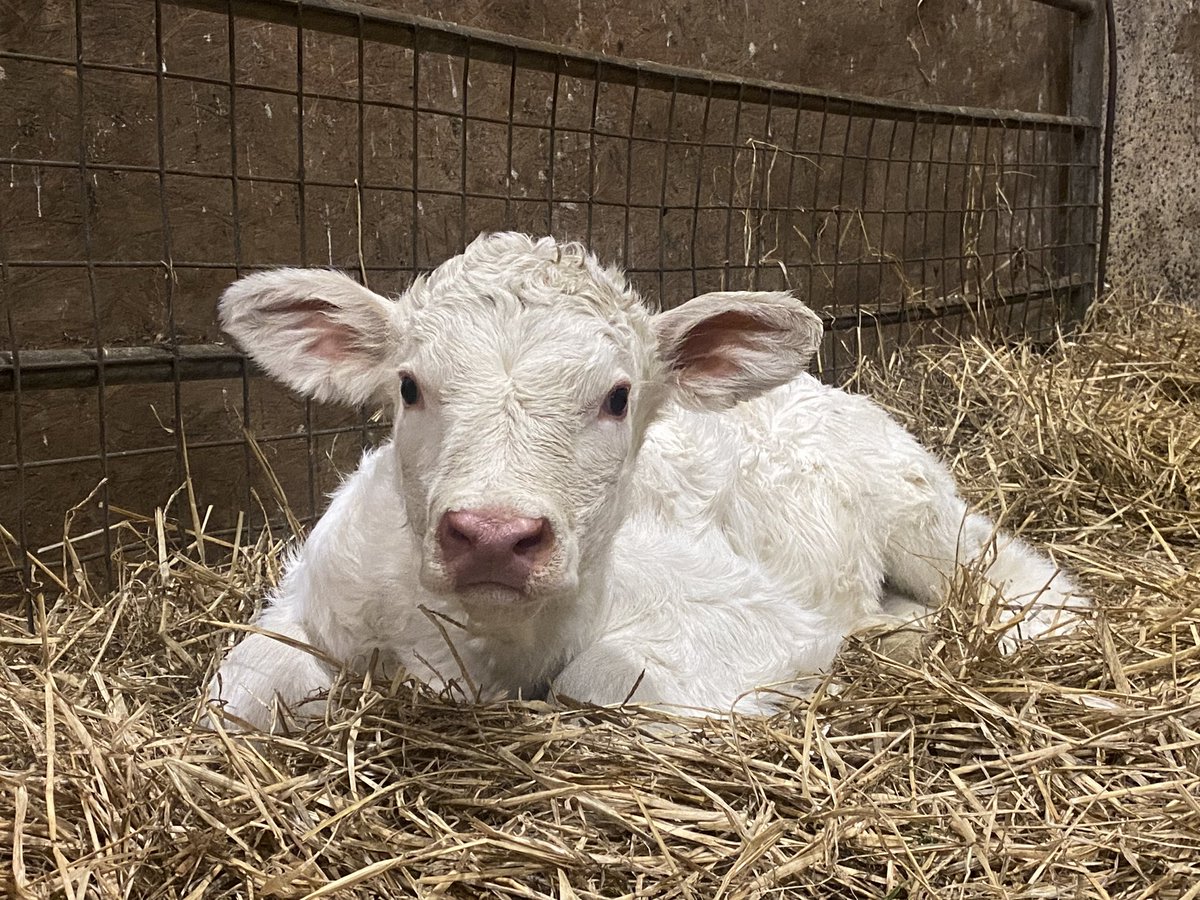 Isn’t she adorable! #britishcharolais #beef365 <a href="/BritCharolais/">British Charolais</a>