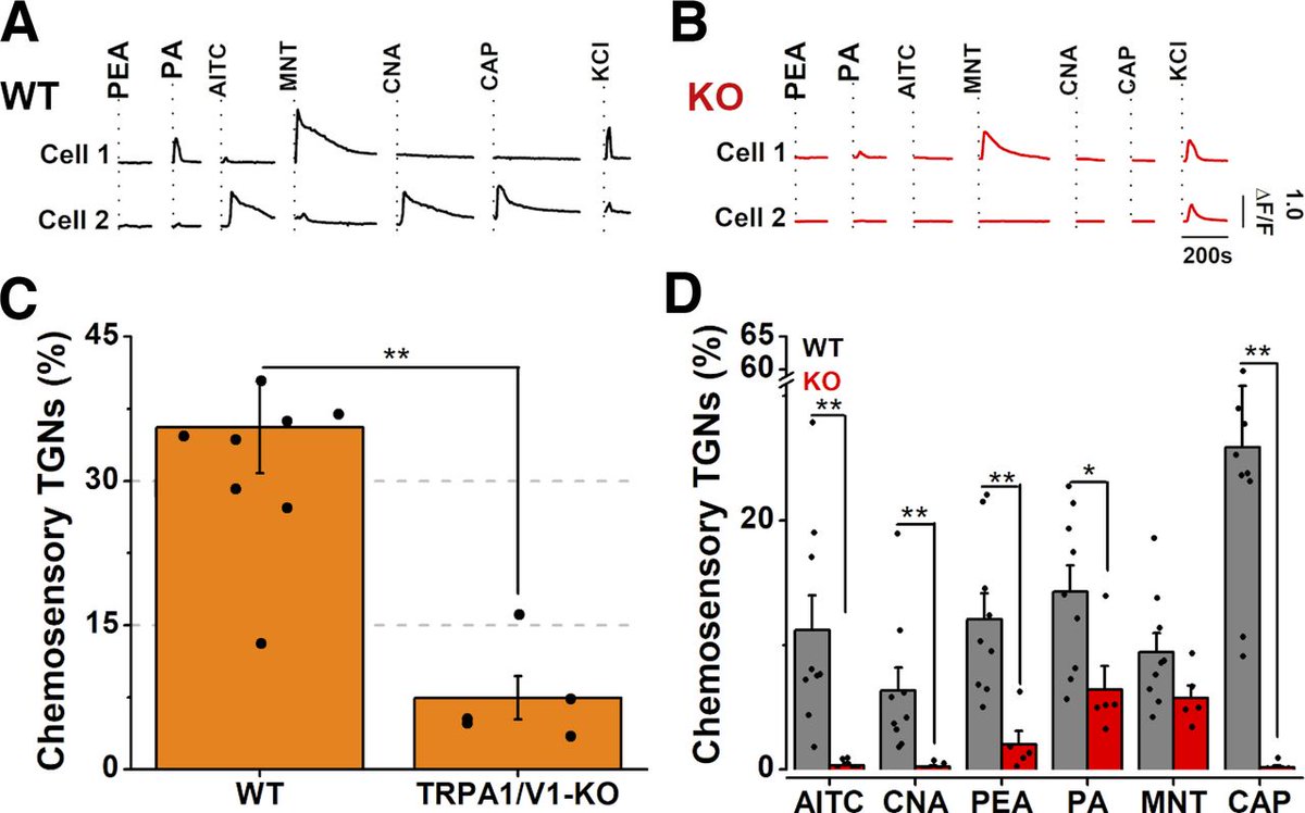 SfN Journals (@sfnjournals) on Twitter photo #JNeurosci: Using a mouse model, @FedericaGenove5 et al. <a href="/MonellSc/">Monell Center</a> show how trigeminal activation by odorants can reduce the response of olfactory sensory neurons in the epithelium at a rate dependent on level of TRPA1/V1 activation induced by the odorant.
jneurosci.org/lookup/DOI/10.… #JNeurosci: Using a mouse model, @FedericaGenove5 et al. <a href="/MonellSc/">Monell Center</a> show how trigeminal activation by odorants can reduce the response of olfactory sensory neurons in the epithelium at a rate dependent on level of TRPA1/V1 activation induced by the odorant.
jneurosci.org/lookup/DOI/10.…