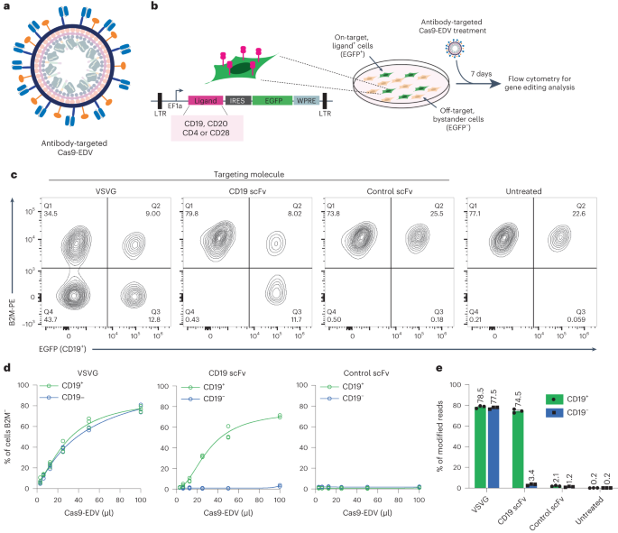 In vivo human T cell engineering with enveloped delivery vehicles go.nature.com/47vW1Rp