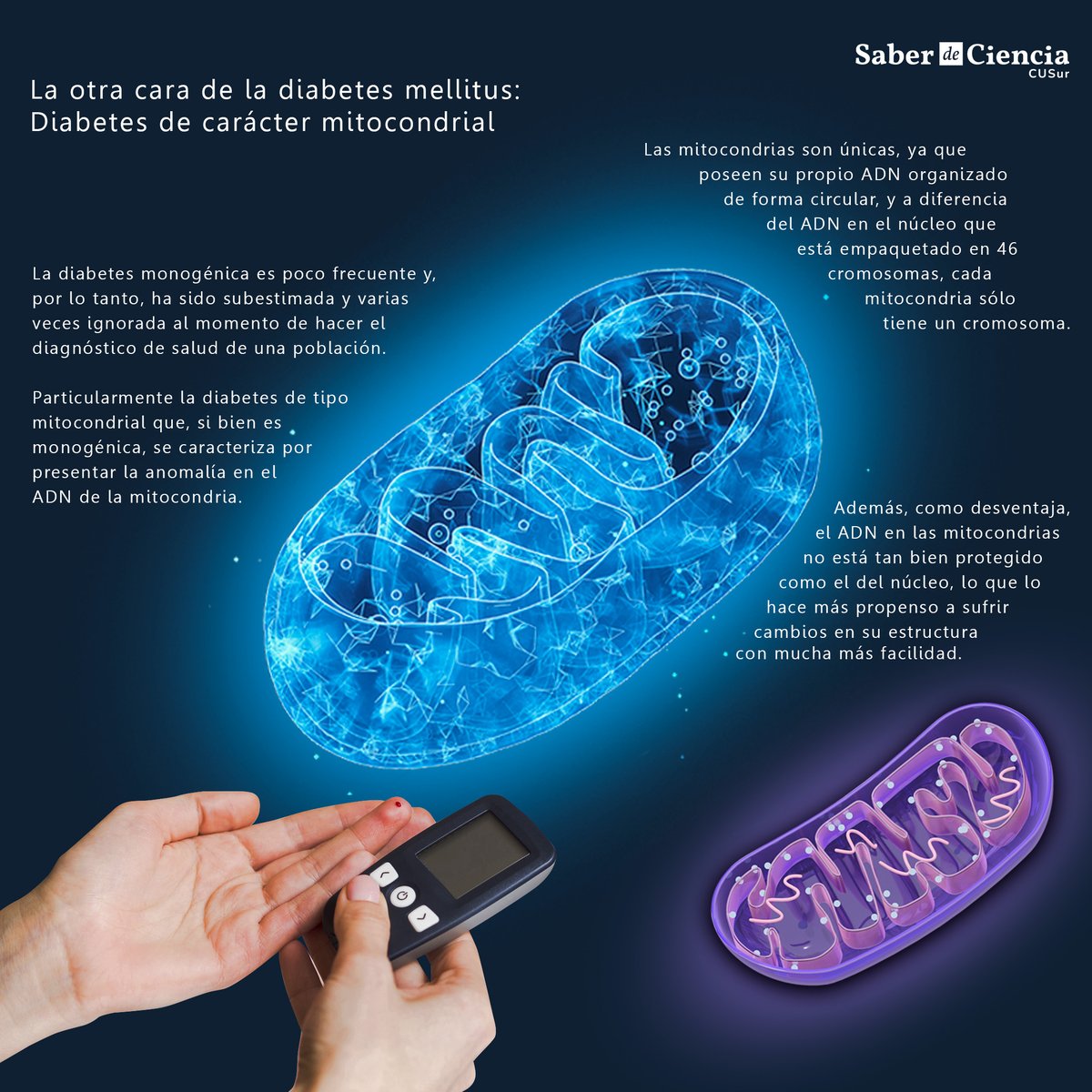 SdeCCusur's tweet photo. 🧬 La diabetes mitocondrial es una variante poco común pero importante que se relaciona con cambios en el ADN mitocondrial. ¿Cómo afecta esto al metabolismo y a la audición? 🤯 Descúbrelo en el artículo completo en Saber de Ciencia #CUSur: https://t.co/XMtkvyqqs3 #Diabetes #Salud https://t.co/8PuspfJVg5