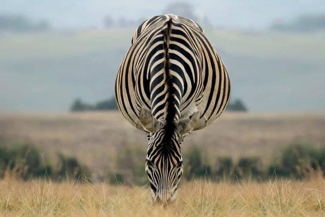 This is how confusing perspective messes with your mind. 

First you see a zebra doing a headstand, after having lost all four of its legs to some predators, and then...