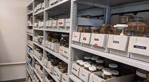 jayhawktiemann's tweet image. Fish (&amp;amp; herp) job alert!

The @INHSillinois is hiring curators for both our Fish &amp;amp; Herp Collections. Both are amongst largest &amp;amp; oldest in country, and with large international holdings. Come work with us to help continue their legacies.

More info: blogs.illinois.edu/view/7426/8725…