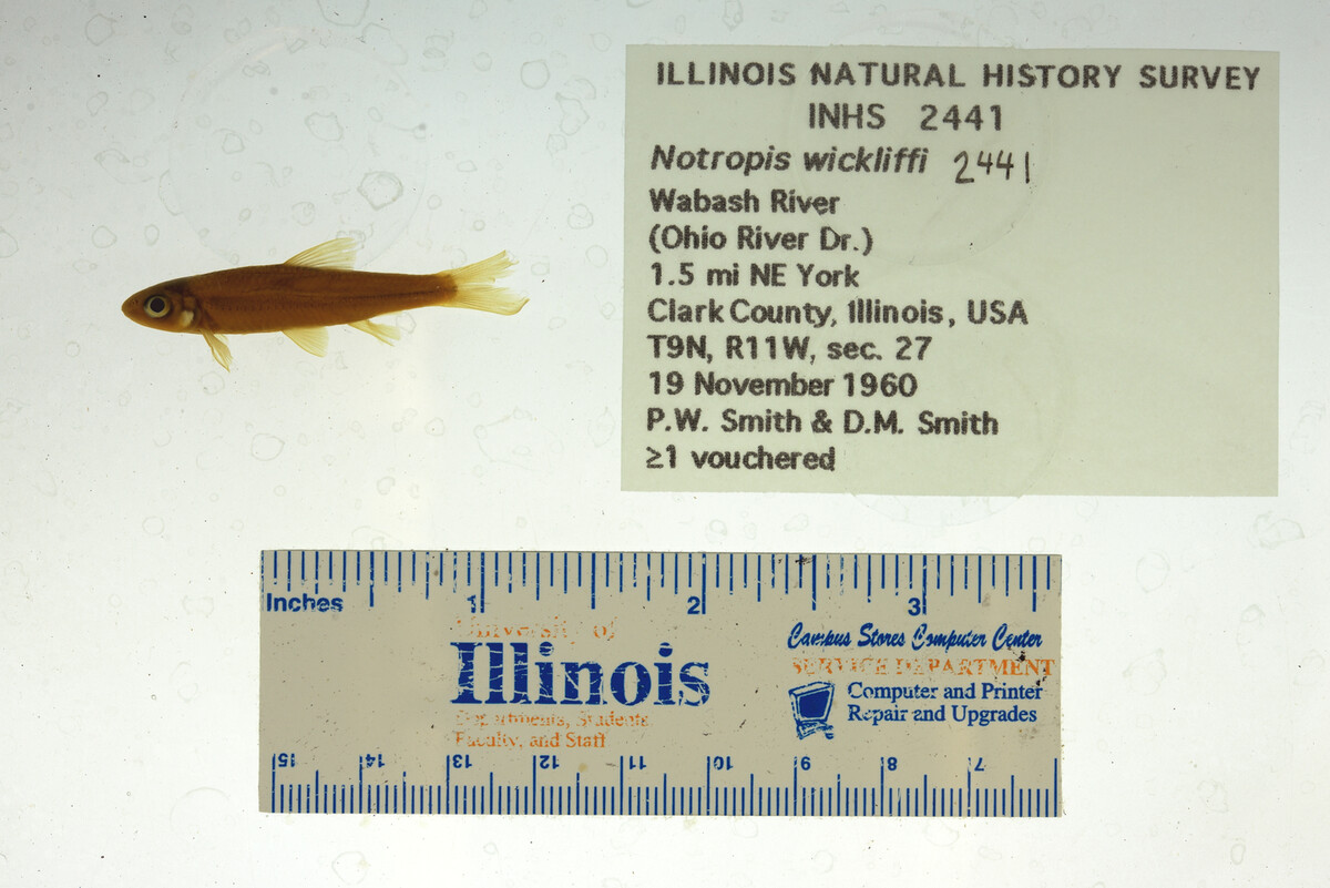 jayhawktiemann's tweet image. Fish (&amp;amp; herp) job alert!

The @INHSillinois is hiring curators for both our Fish &amp;amp; Herp Collections. Both are amongst largest &amp;amp; oldest in country, and with large international holdings. Come work with us to help continue their legacies.

More info: blogs.illinois.edu/view/7426/8725…