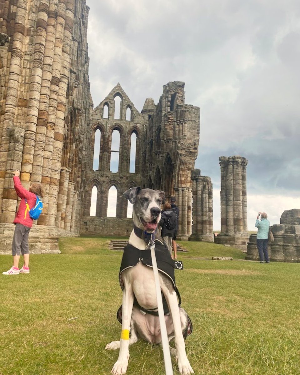 VisitWhitby's tweet photo. For the paw-fect day out with your dog, board the @nymr heritage train into Whitby. Stroll the pier, browse the quirky shops, venture up the 199 steps, and of course, check out Whitby Abbey! Finish the perfect day off with some fish &amp; chips! 🐶
#dogdayout #travelwithdogs #whitby https://t.co/yz3TL1bJ0T