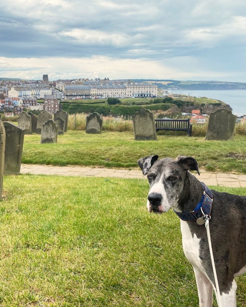 VisitWhitby's tweet photo. For the paw-fect day out with your dog, board the @nymr heritage train into Whitby. Stroll the pier, browse the quirky shops, venture up the 199 steps, and of course, check out Whitby Abbey! Finish the perfect day off with some fish &amp; chips! 🐶
#dogdayout #travelwithdogs #whitby https://t.co/yz3TL1bJ0T